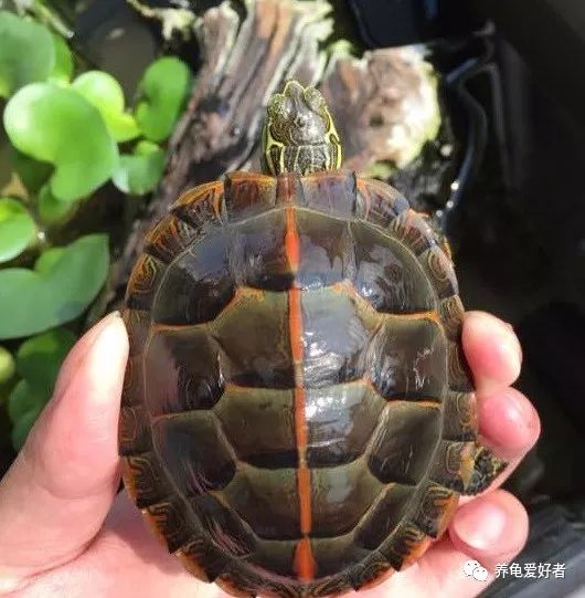 总之,锦龟饲养并没有太多的难度,而且现在锦龟的养