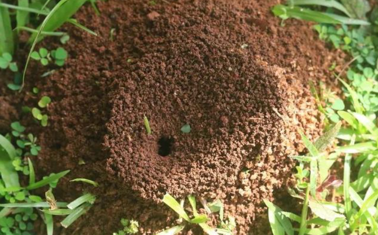 花盆发现蚂蚁窝?无动于衷不可取,蚂蚁有2大危害