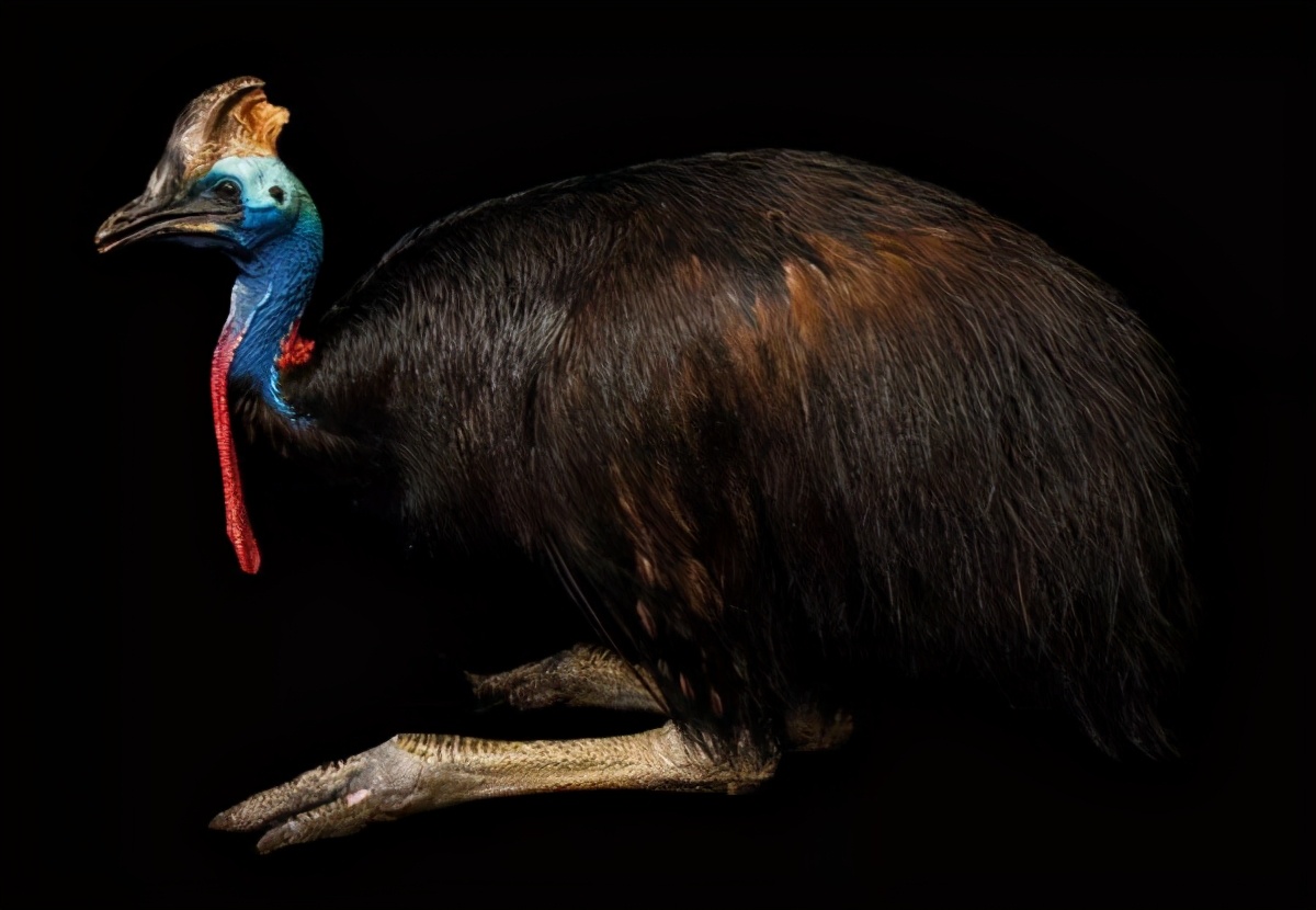 鸟界“扛把子”！一脚能踢穿钢板，它在新几内亚被称为“杀人鸟”