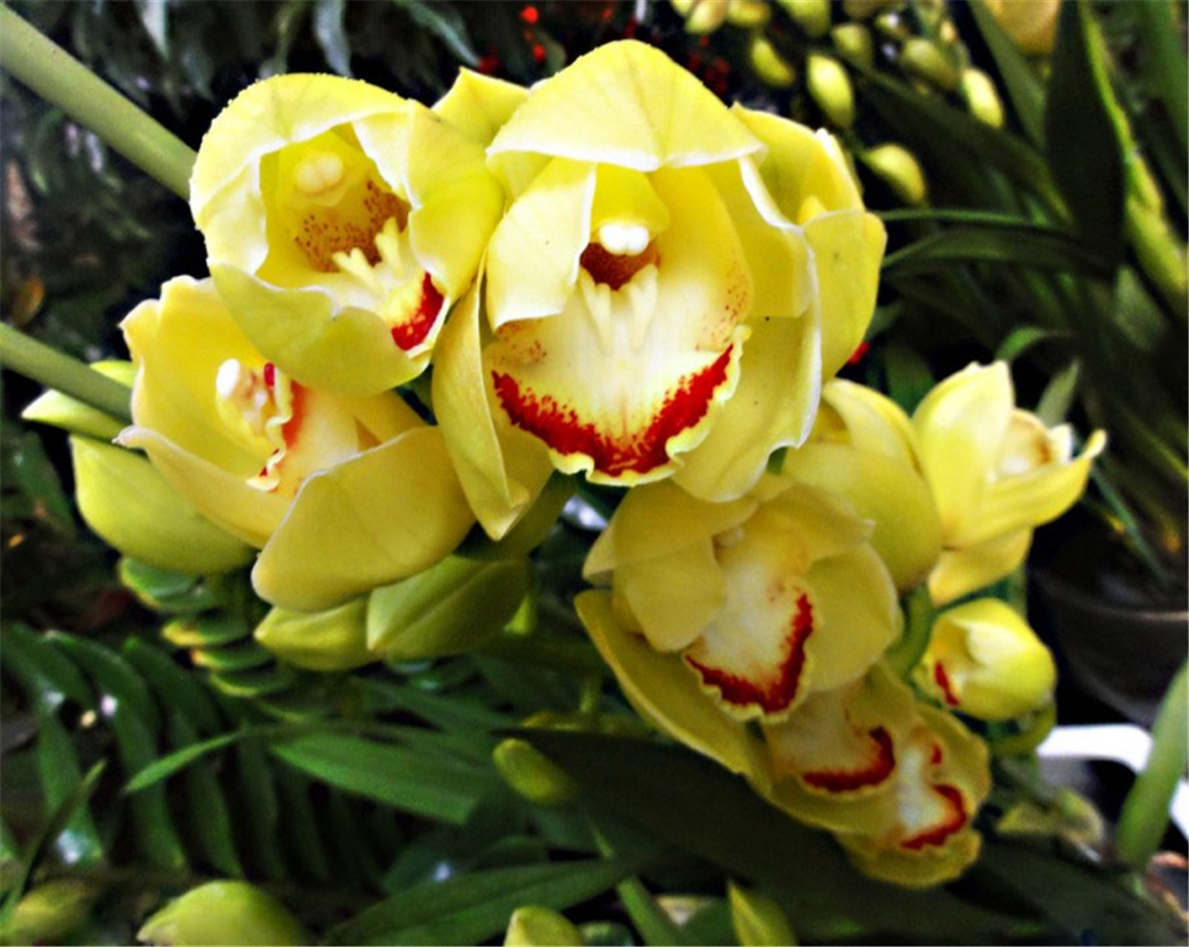 本文告诉你家中的大叶蕙兰应该如何种植,以及种植需要的注意事项