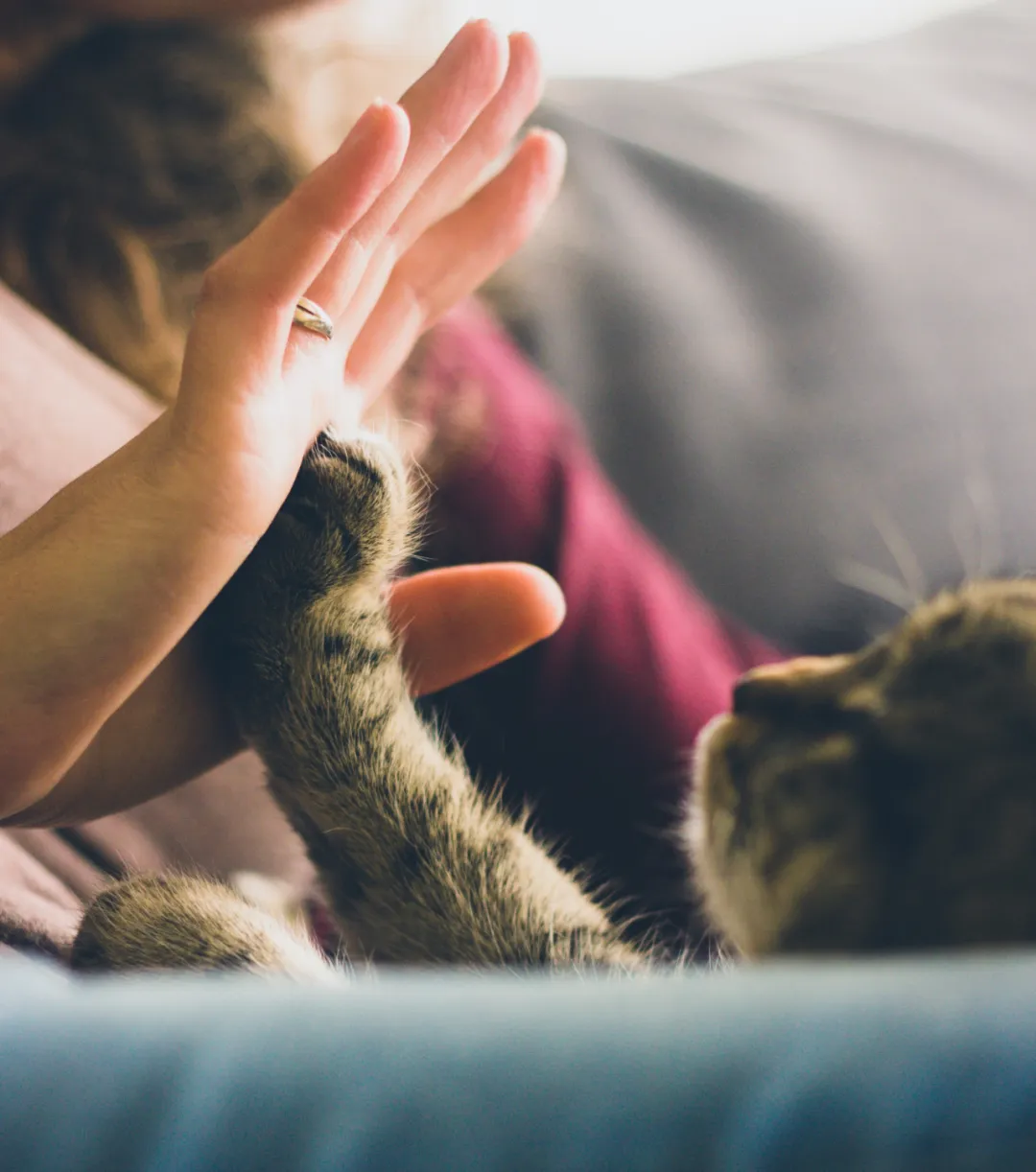 猫咪便血是怎么回事，又是什么导致的？