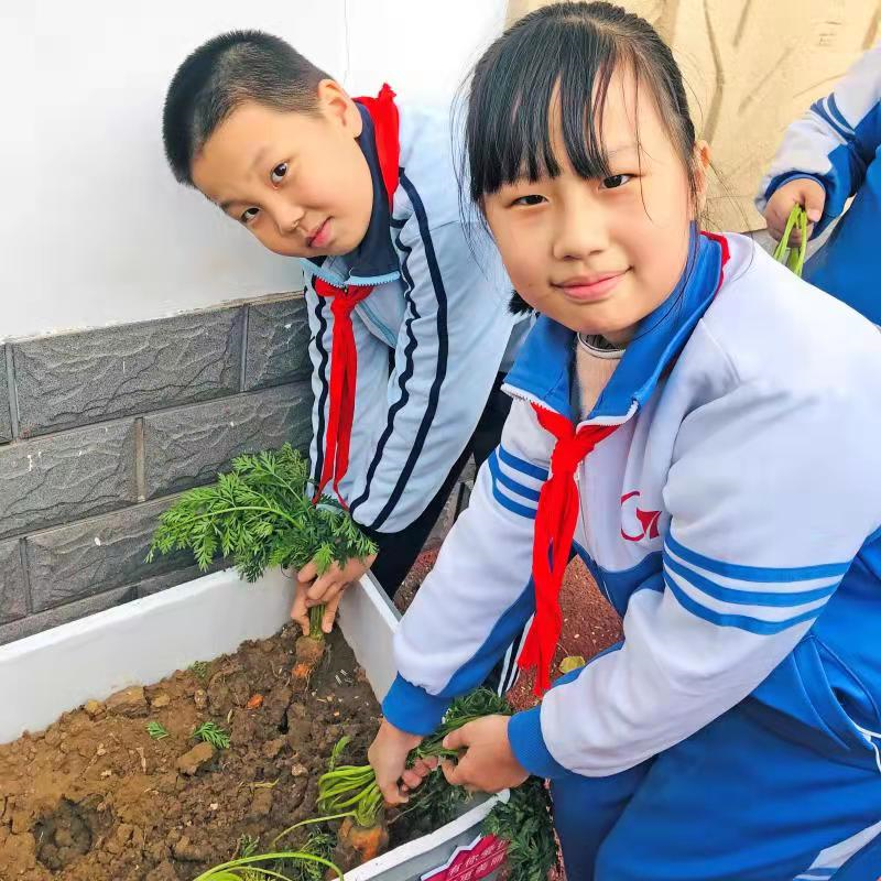 邯郸：丛台区学步桥小学开展校园劳动实践课