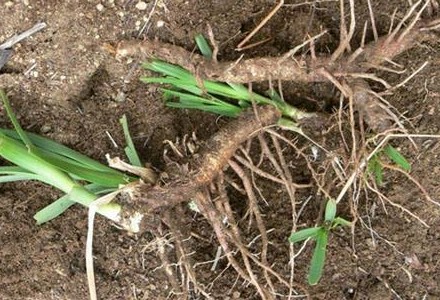 《本草精荟》:滋阴清热:知母的功效与应用