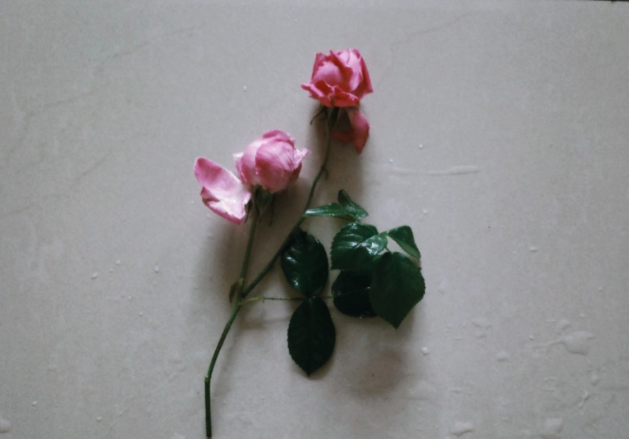 七篇中考高考满分作文：关于感恩，关于快乐，关于爱