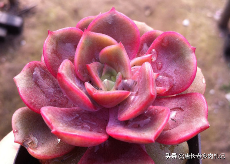 多肉大红袍花怎么养新手必看科普