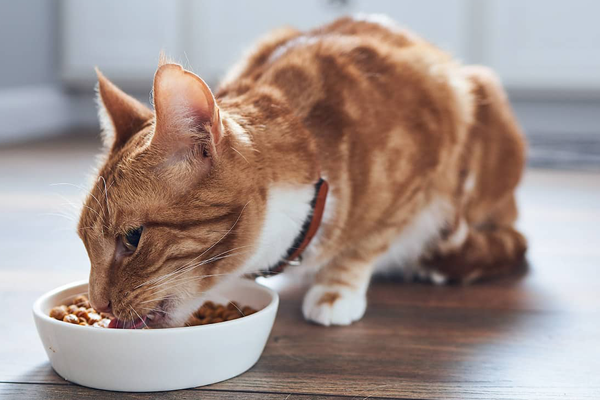 猫粮中的三大毒粮：防腐剂、诱食剂，出现这些要注意