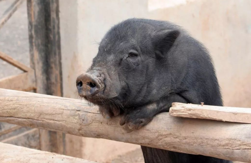 黑猪在中国已有近五千年驯养史,可现在全变成了"白猪",可叹