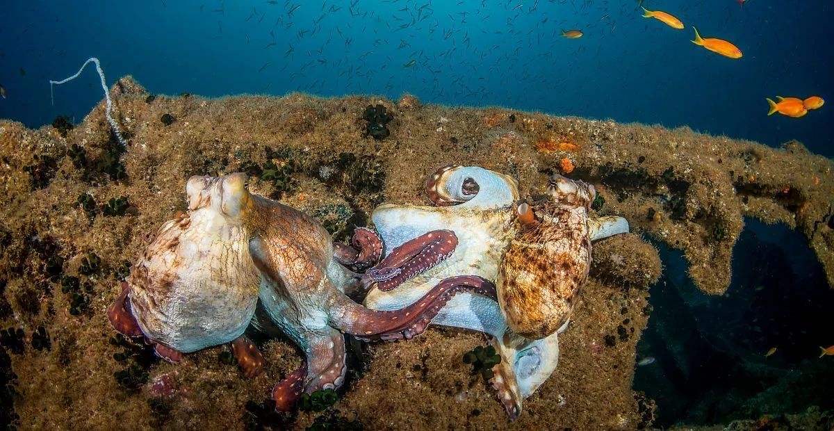 章魚海洋中的軟體動物,有著很悠久的進化歷史,曾被科學家稱之為最像