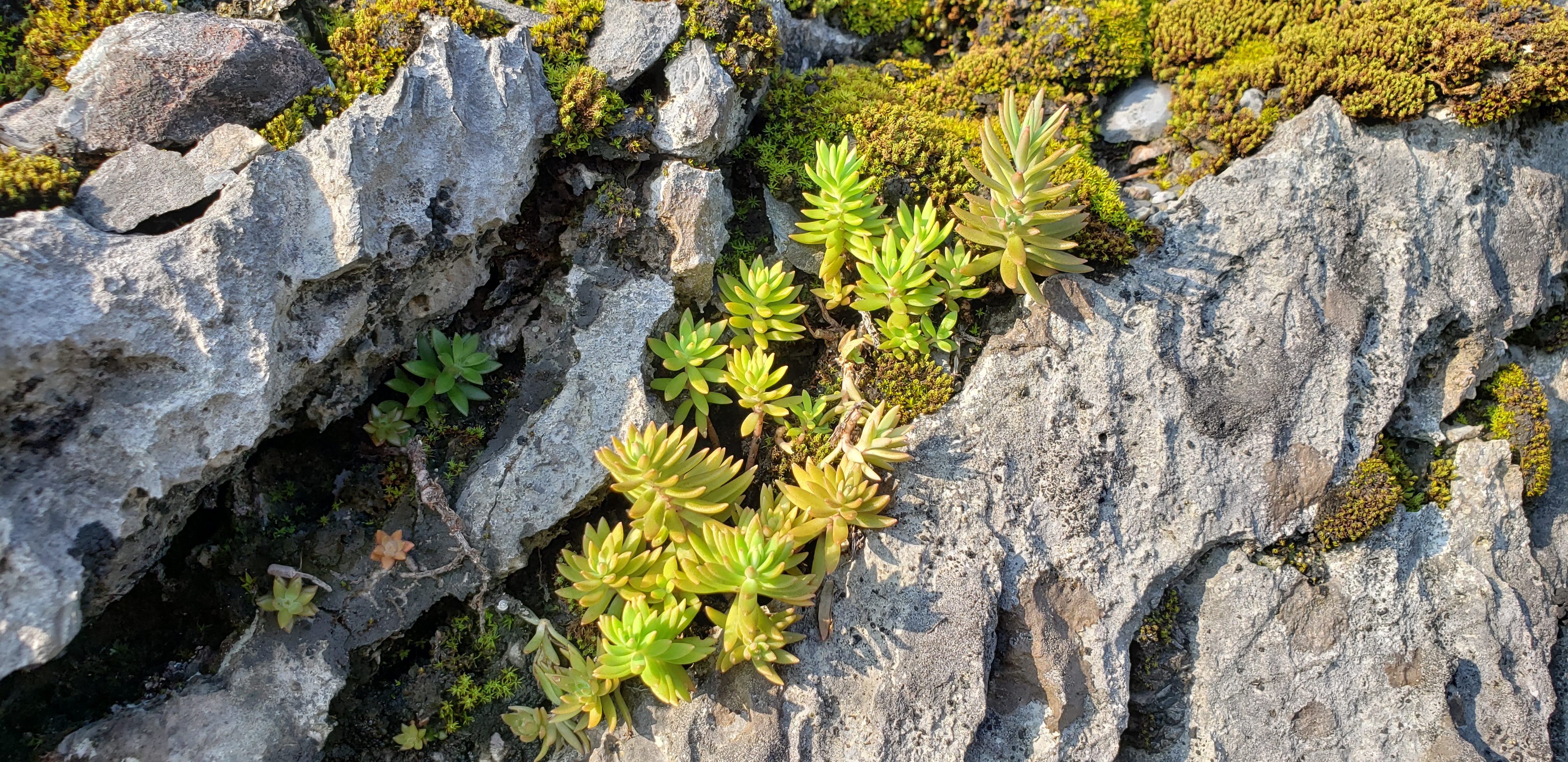 垂盆草,佛甲草,有花友不认识,其实不同之处很多,你了解吗?
