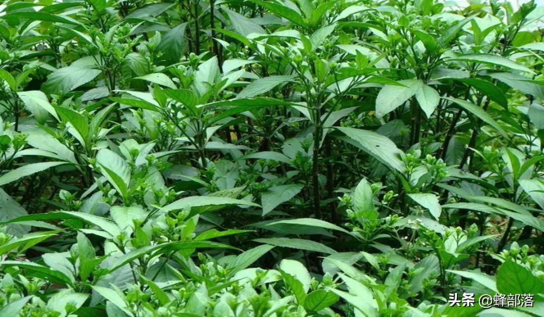 什么藥材好種植,什么藥材好種植又賺錢