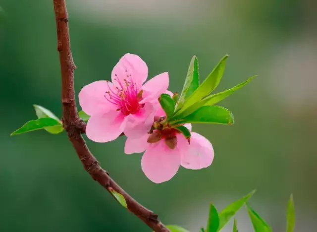 三月桃花开，36首桃花诗词送给你