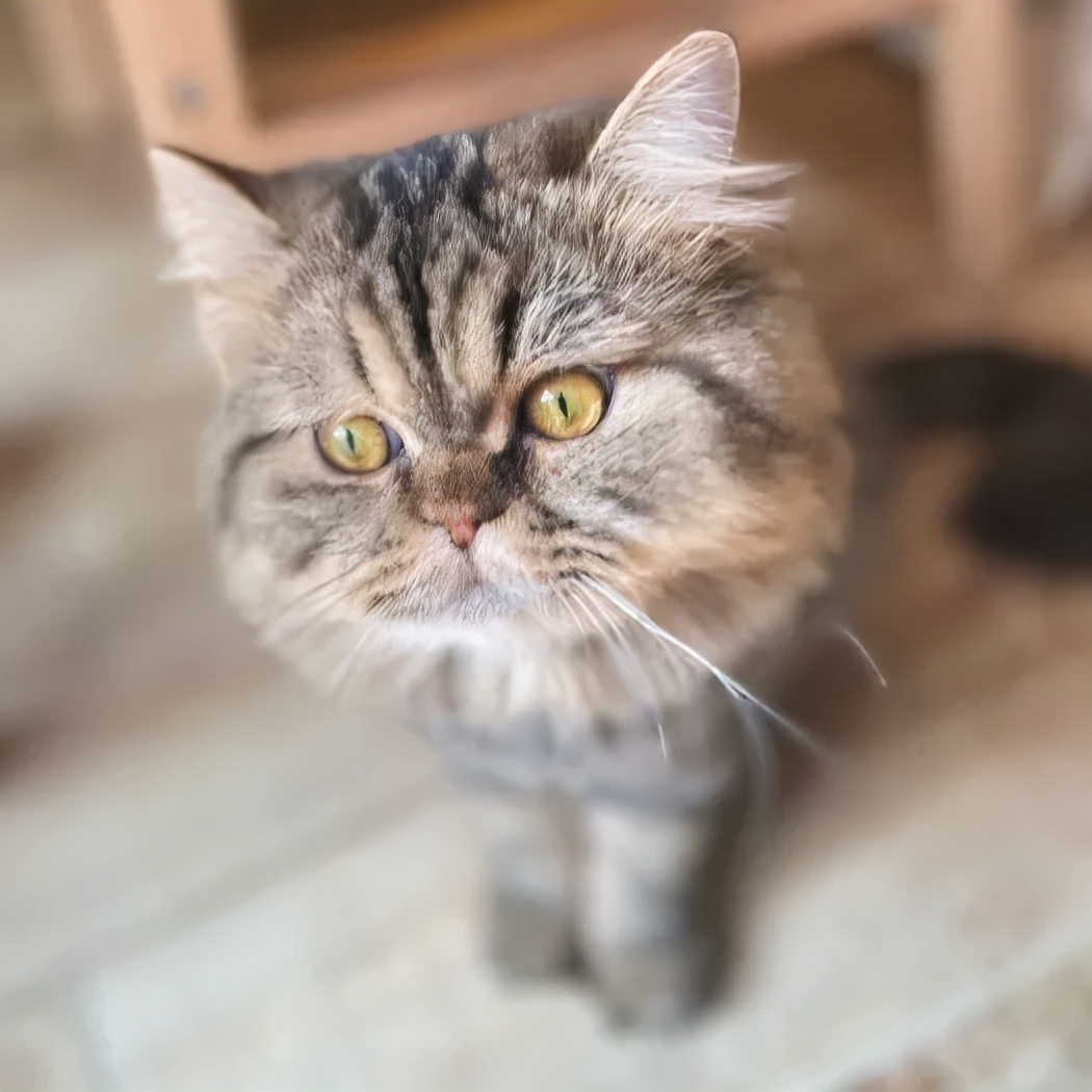 「探GAI」沈阳，那些正被猫治愈的年轻人