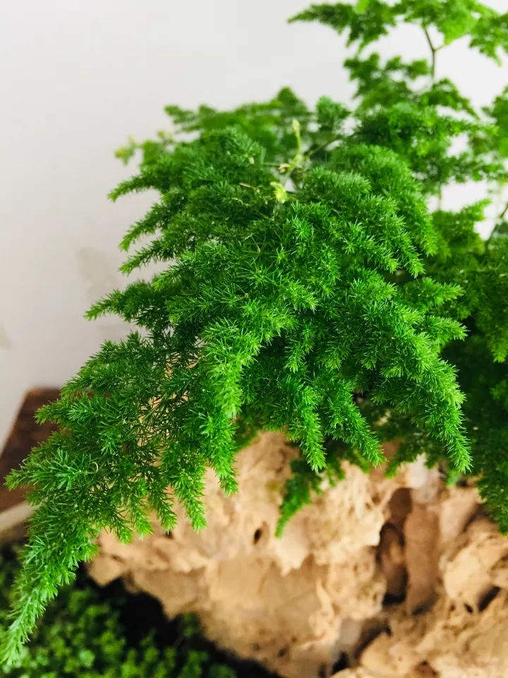 云竹盆景价格文竹盆景凭什么卖得贵