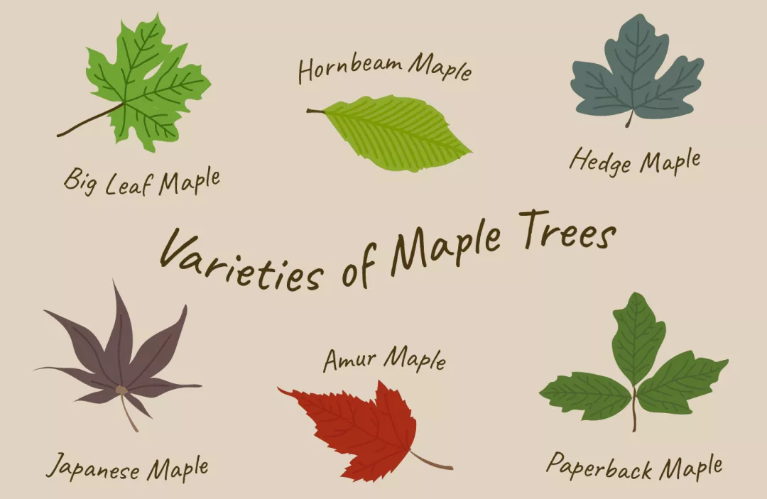 树叶英语怎么读(玩落叶时和孩子说的英文)