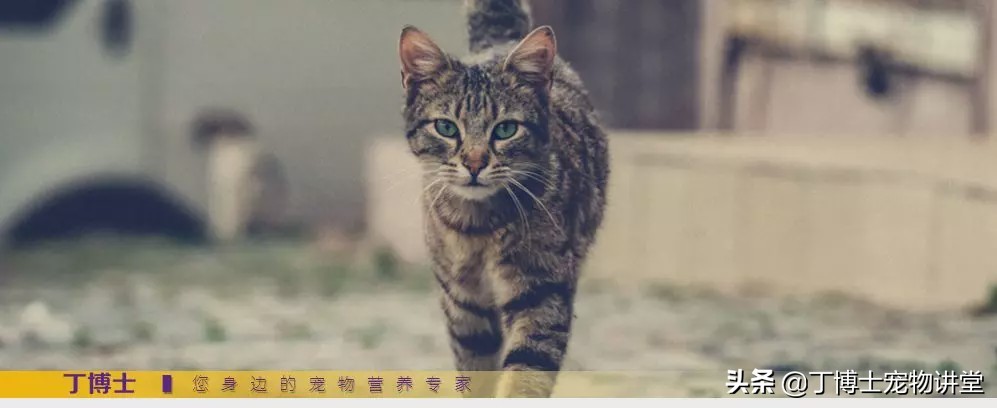 养猫者请注意：以鱼为基础的猫粮，需要关注维生素K的指标