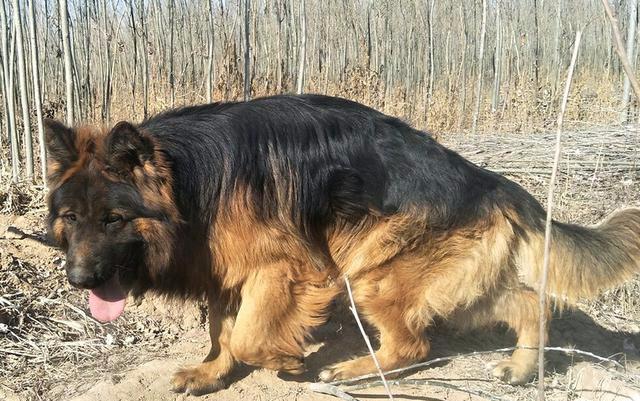 如何挑选品相好的德牧幼犬？