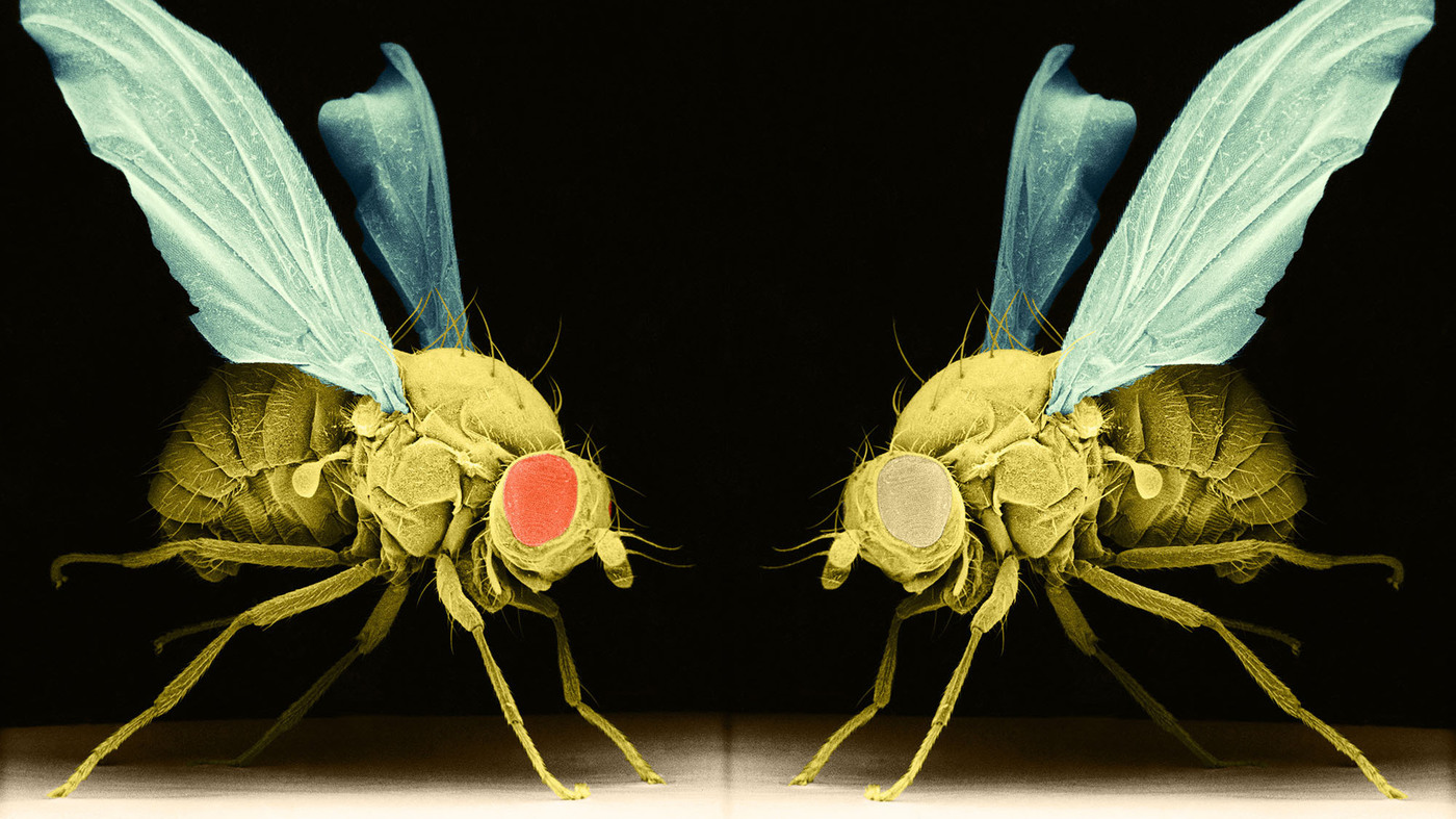 令人討厭的蒼蠅，如何從蛆發育而來？各個階段有哪些拿手絕活？