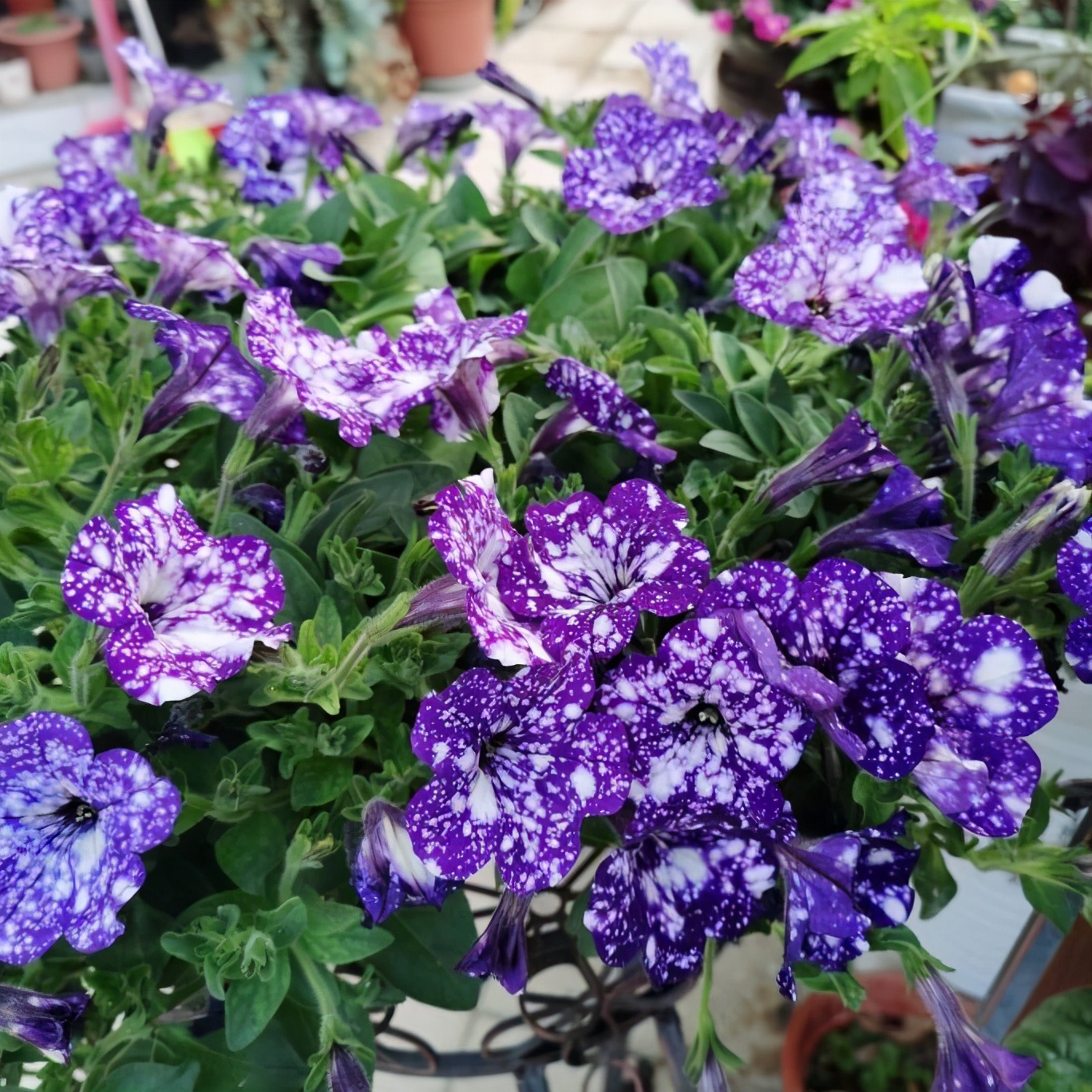 有一种矮牵牛叫做"星空",每天都开满花,养护方法很简单