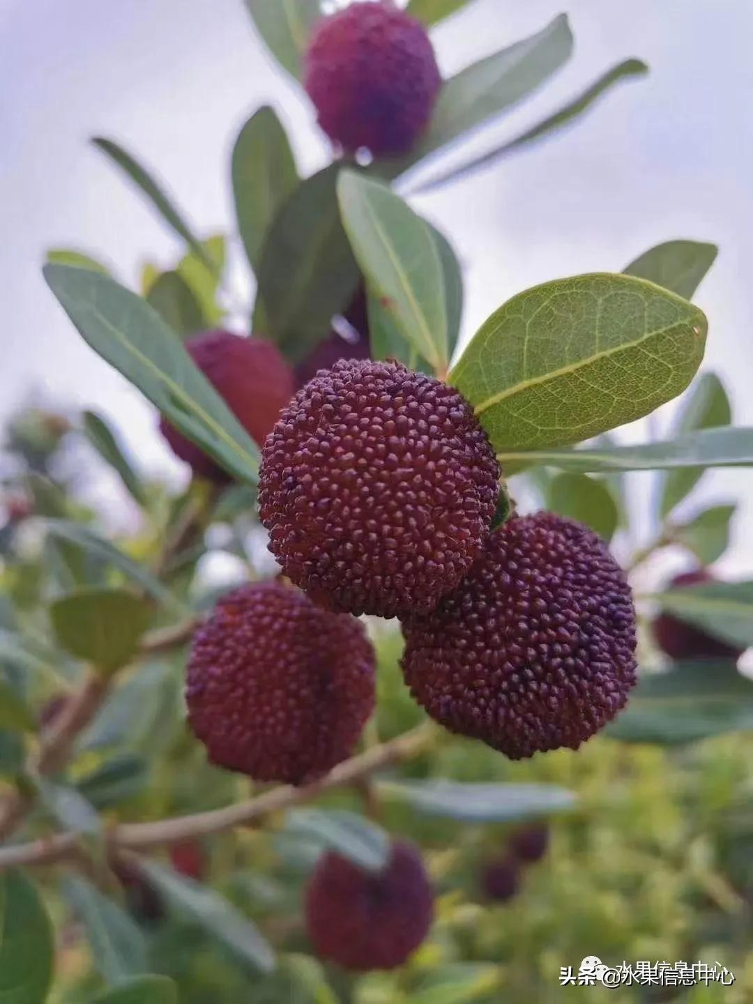 中国的杨梅到底哪里最好吃?(2021版附上市时间)