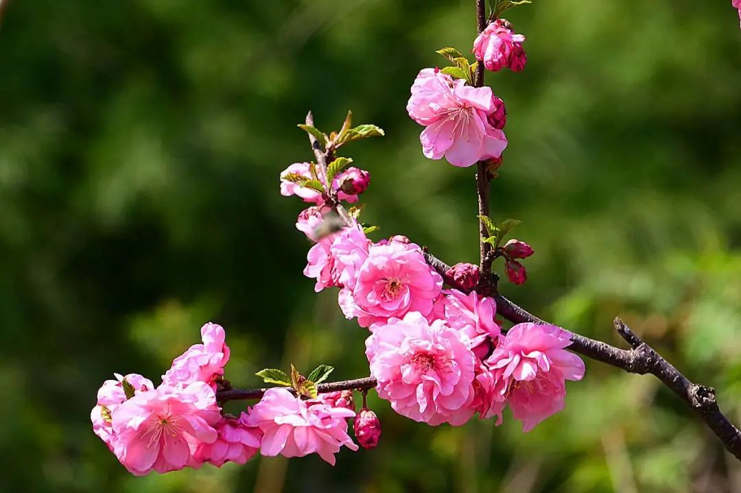 三月盛开的榆叶梅，令我家阳台上一片暖色