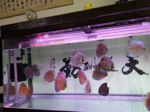 什么魚缸都可以養魚，并且都能養好，我們應該如何選擇為好呢？