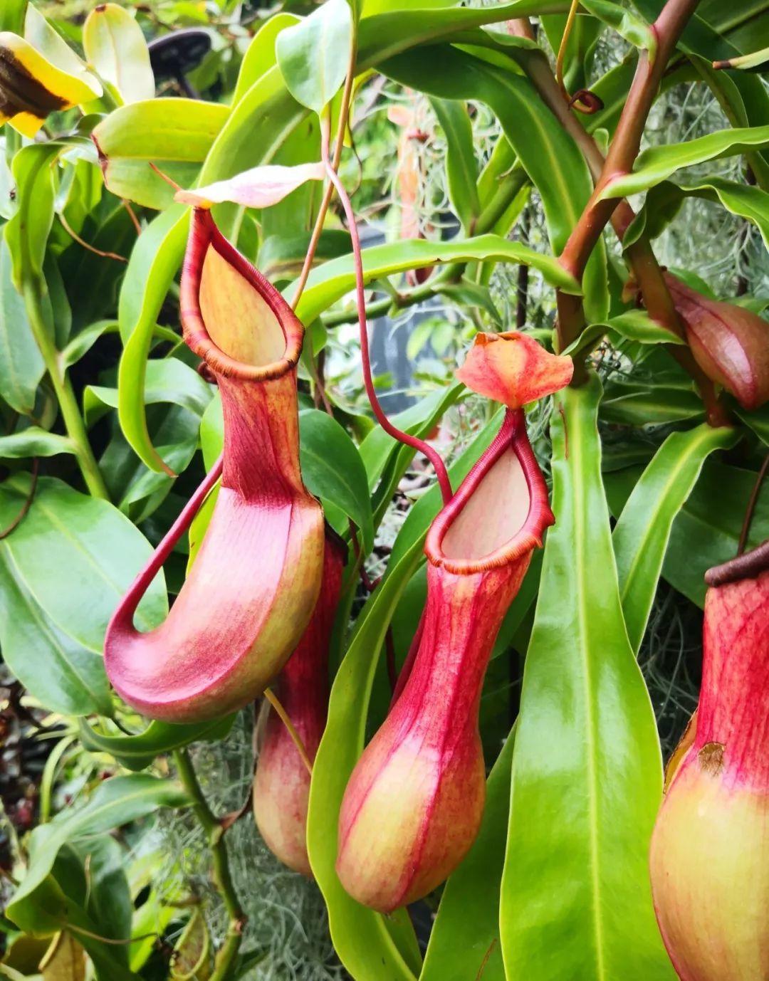 驱虫植物(12种吃蚊虫的花,养1盆,虫子全死光)