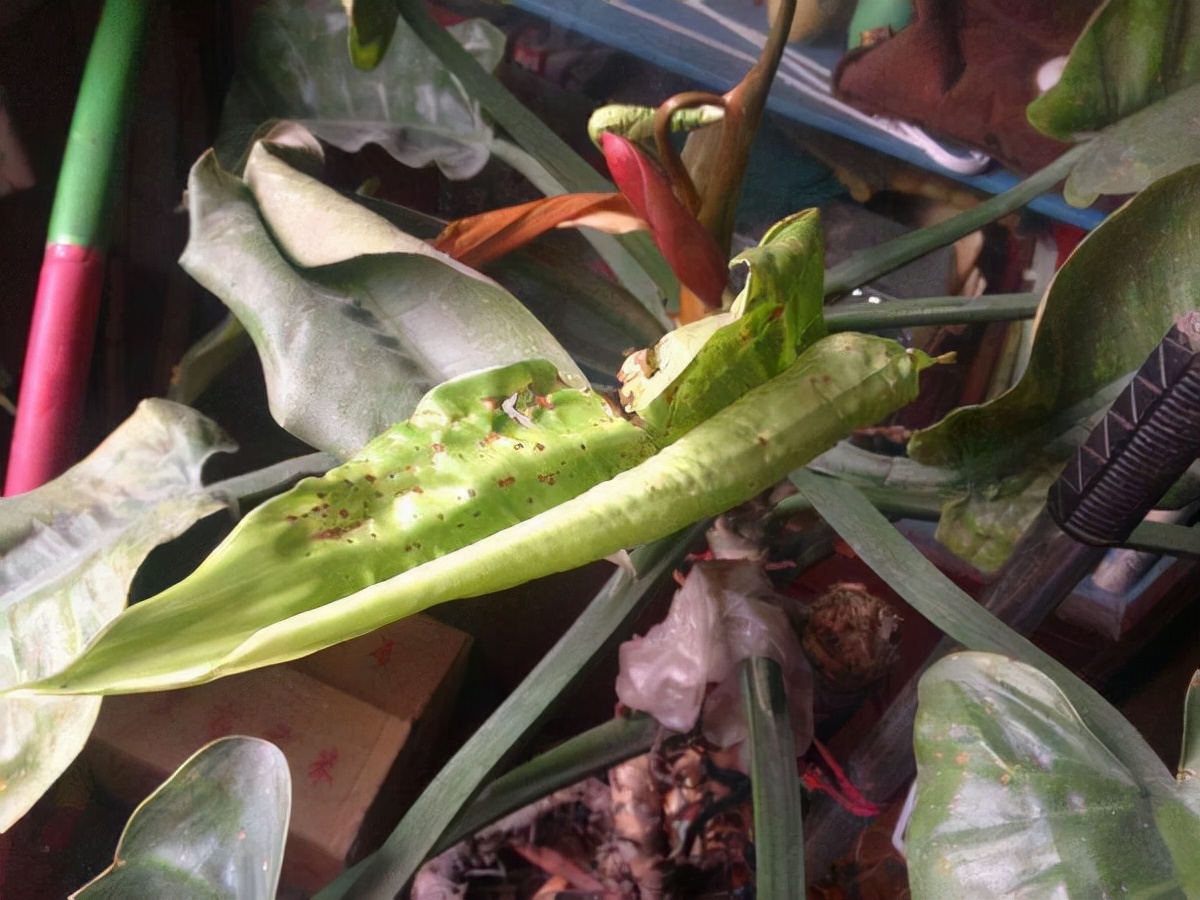 你过来,我告诉你秋冬季植物怎样养护?