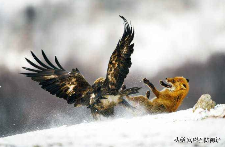 凶狠的狼竟被一只鸟打败看完以后才明白智商有多重要