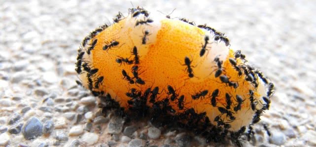 蚂蚁都吃什么东西？为了食物它们甚至饲养和培育其他生物！