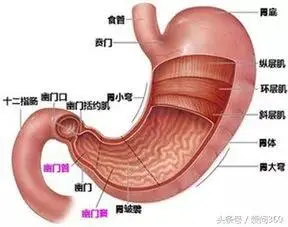 胃在身体哪个位置图片（胃部结构及血液循环）