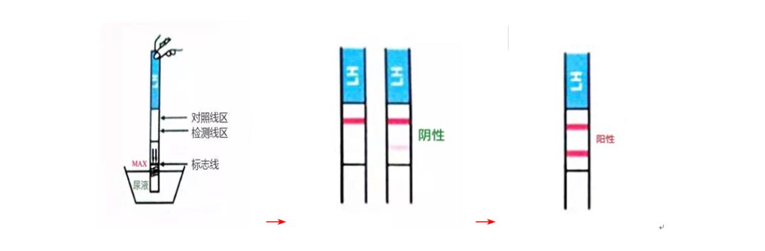 造人必知 | 排卵试纸怎么用？看这一篇就够了！