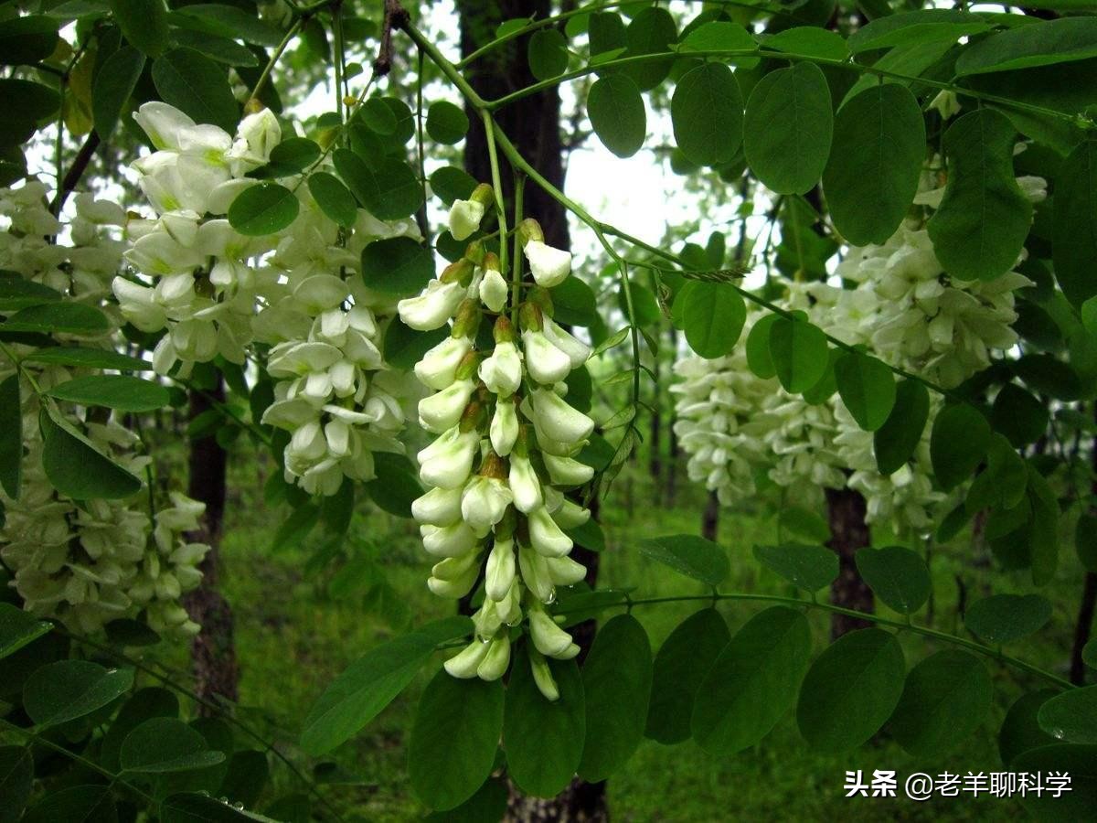 疯狂的洋槐:pk3000年历史的国槐,仅凭槐花炒鸡蛋就能后来居上?