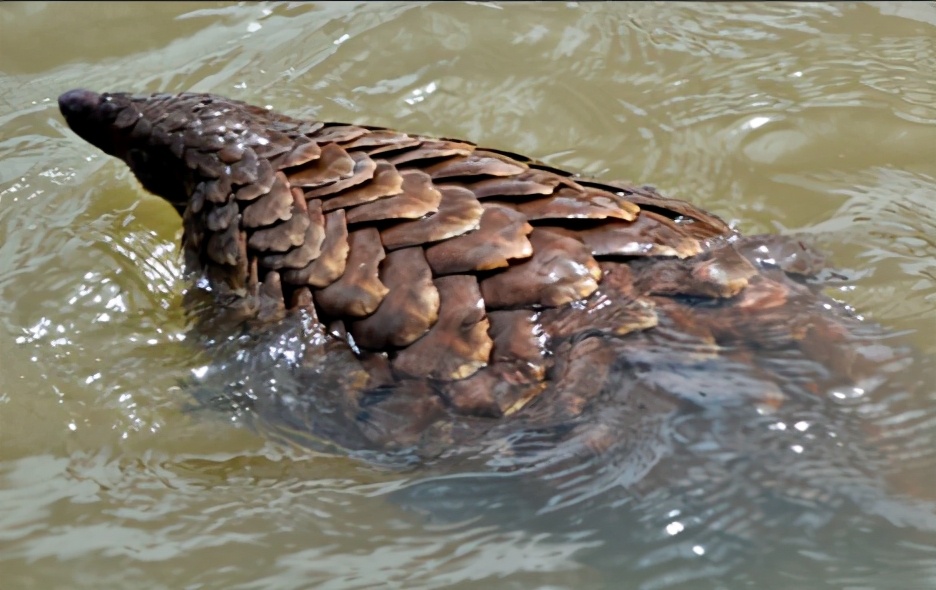 男子收购穿山甲鳞片治病，获刑3年6个月，为什么有人吃“指甲”？