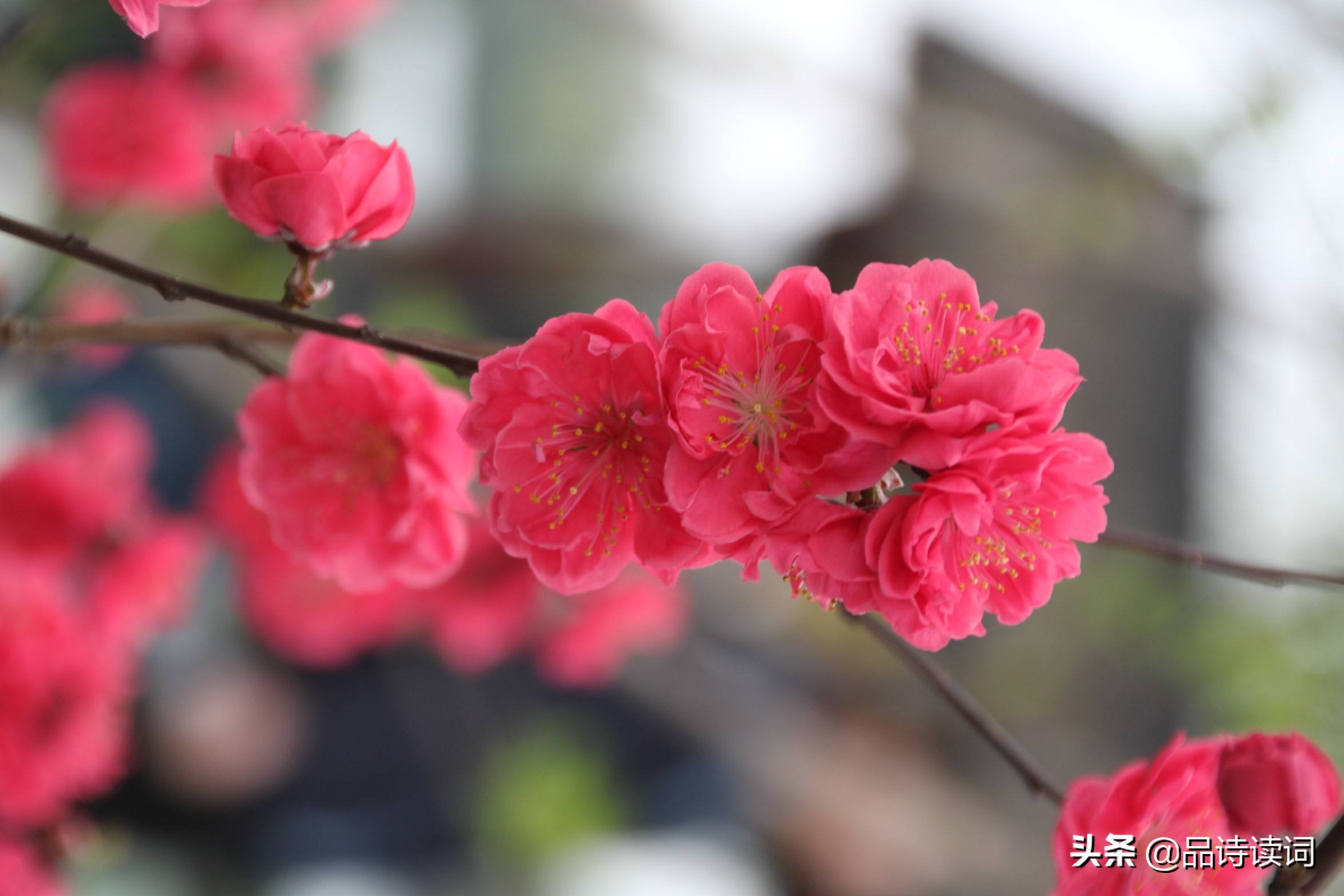 韩愈很经典的一首诗，表现手法高超，写出了完全不一样的春色美景