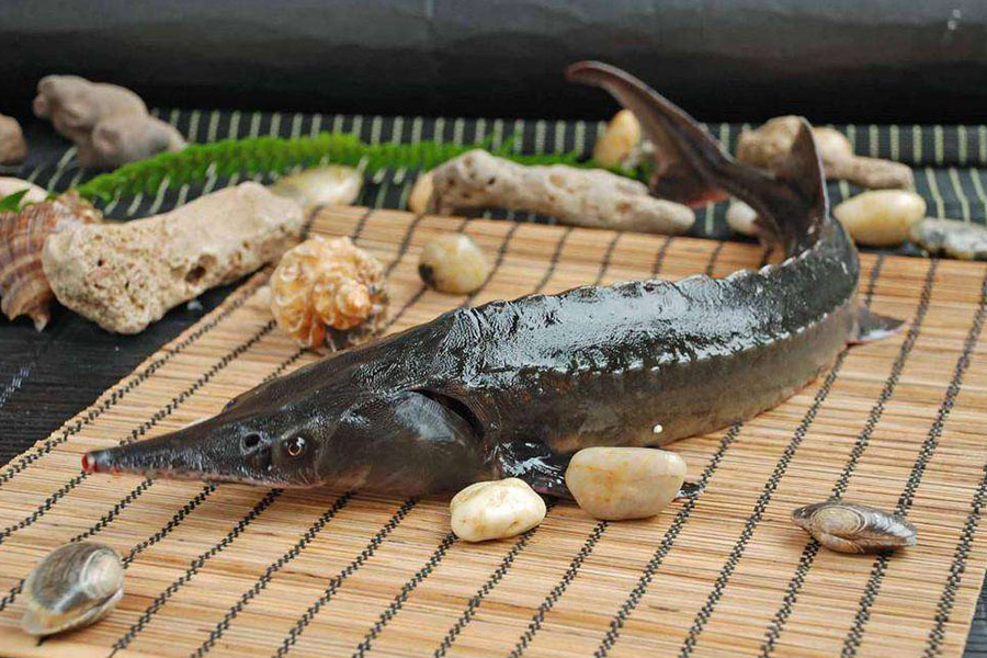 鲟龙鱼在鱼缸内怎么养不容易死干货