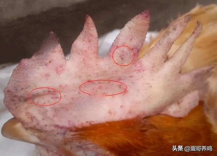 1分鍾了解5種雞寄生蟲感染的症狀和用藥，農村養雞人做好防治
