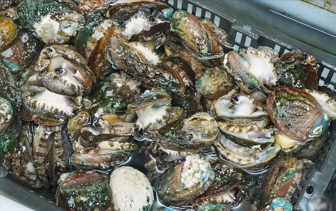 广东小伙养殖鲍鱼,独门秘方一斤卖出280元,带领农户走上致富路