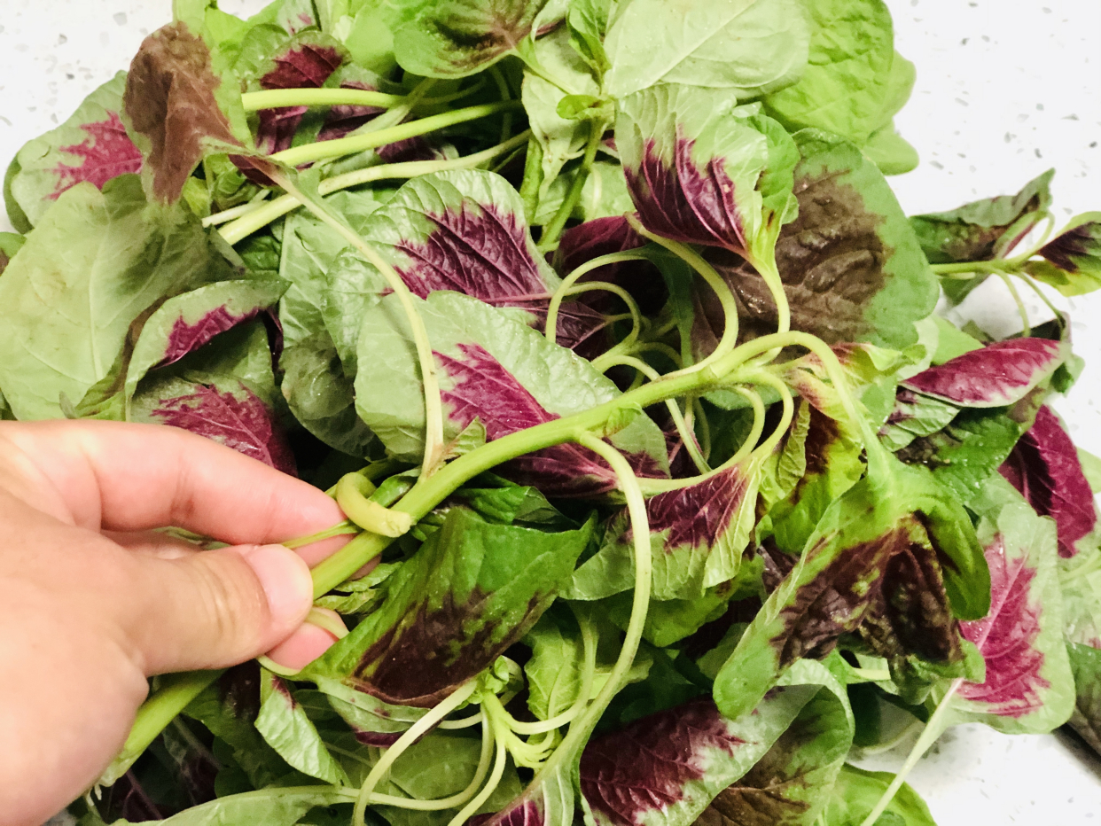 老菜农告诉你答案,以后别瞎买了