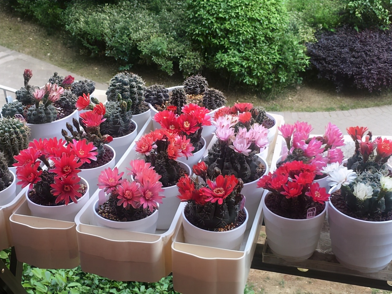 长软刺的多肉叫什么-花卉知识网