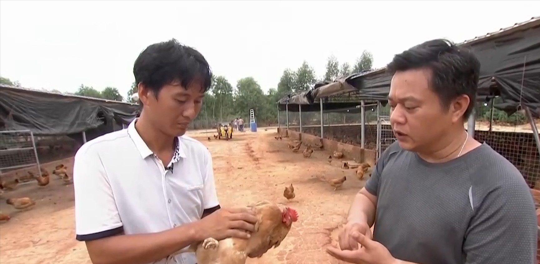 广东大叔巧用椰子养鸡，鸡“瘦身苗条”皮肤白，年销1000多万元
