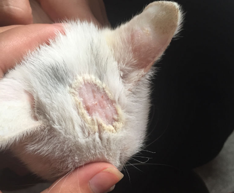 注意！猫咪皮肤病别忽视，猫藓也会传染人