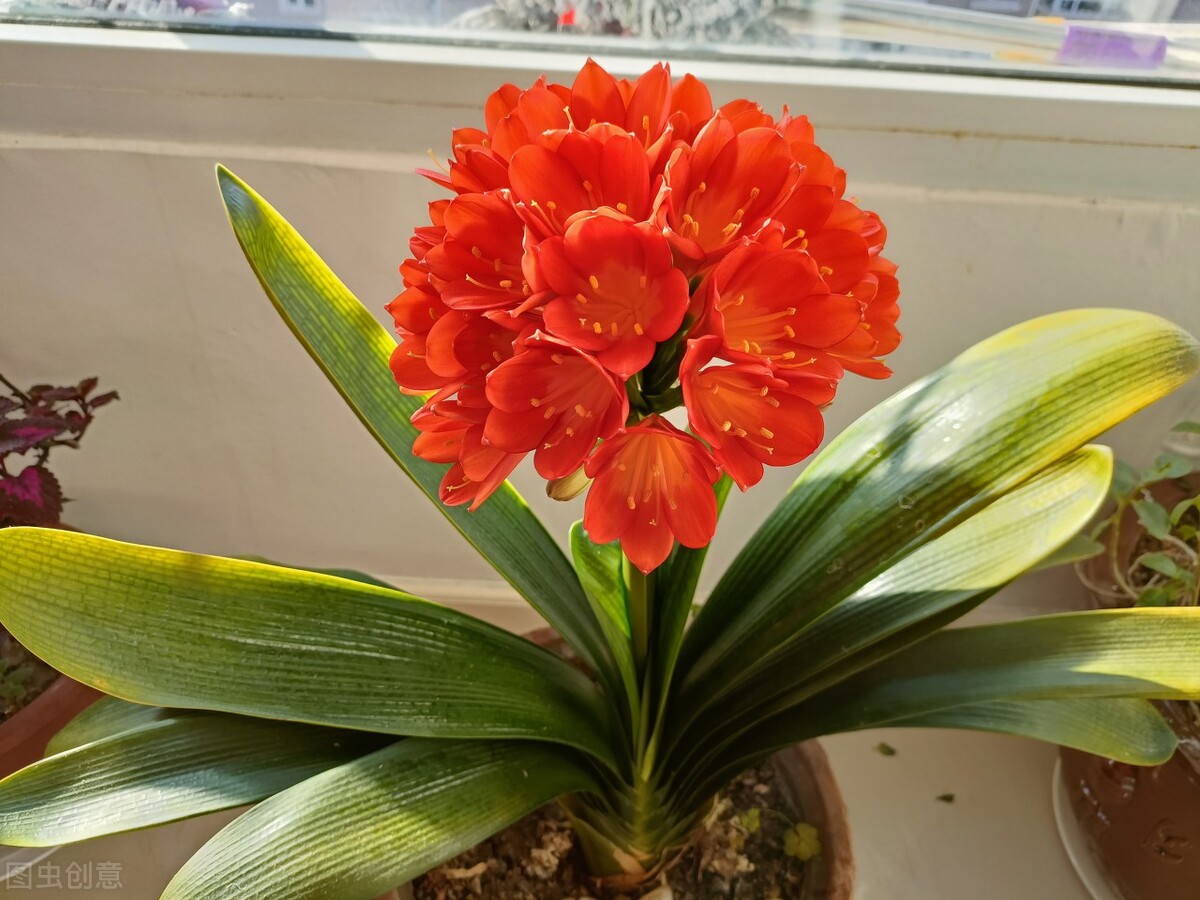 春天花盆里“小黑飞”肆虐，花匠小美推荐6种可行的简易灭虫方法