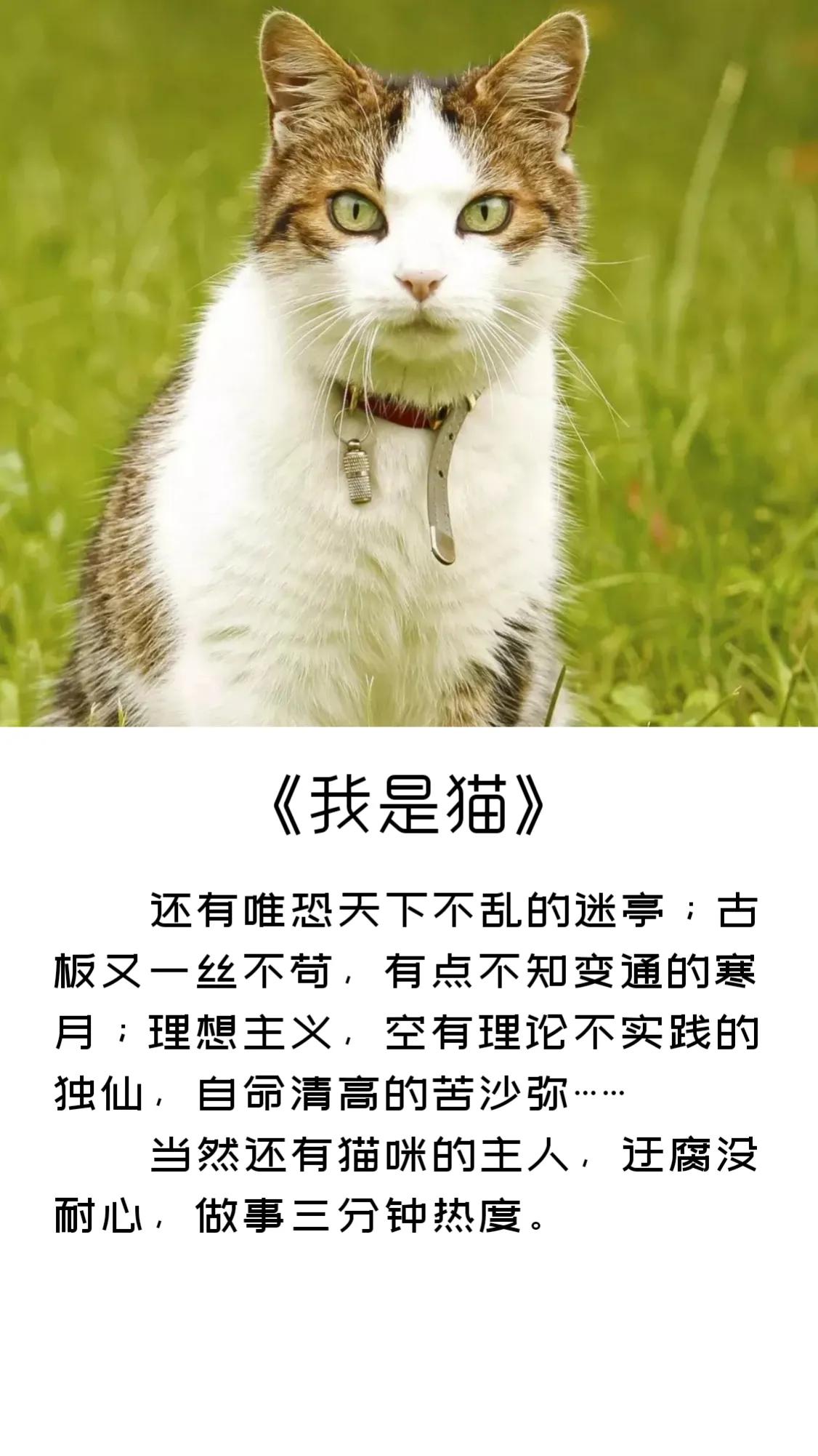 《我是猫》精彩句子摘录