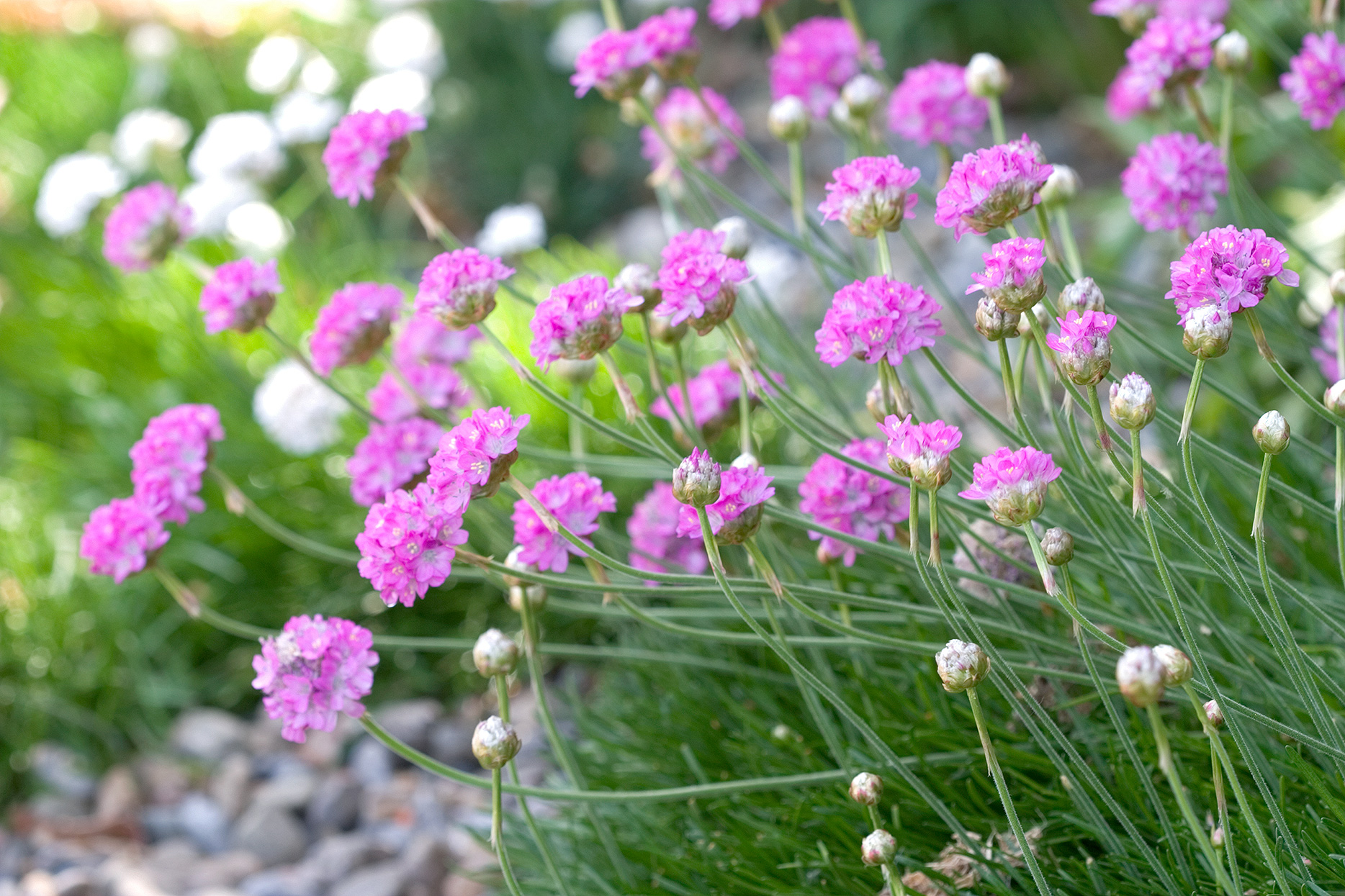 粉色花图片大全(13种适合在花园里种植的粉色花朵) - 赤虎壹号