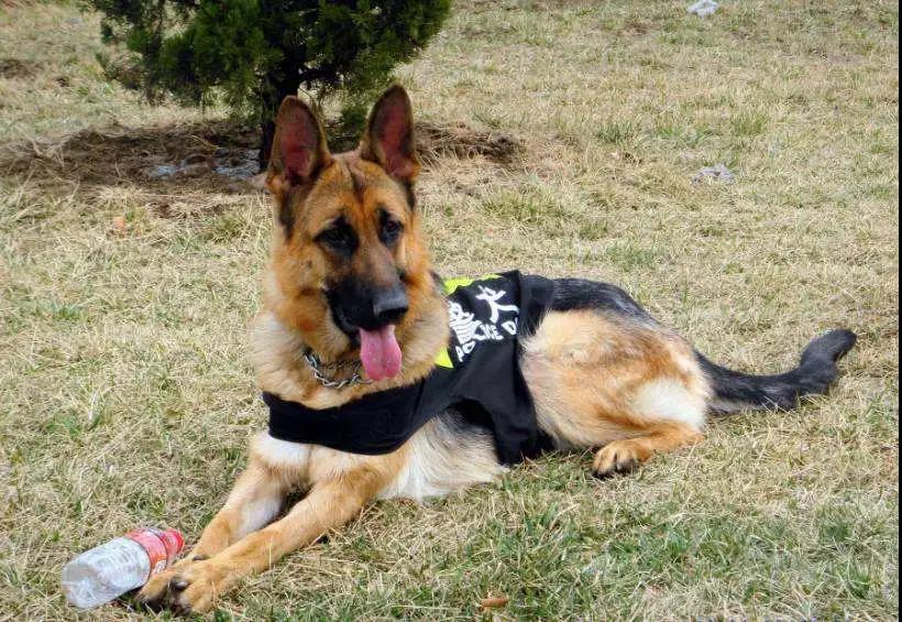 德国牧羊犬吃什么狗粮好？适合德牧吃的十大狗粮排行榜