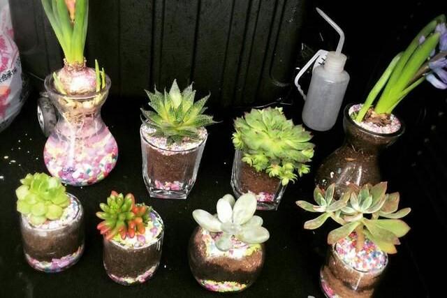 微景观:微景观是最近颇为流行的栽培方式,利用口径稍大的玻璃瓶,鱼缸