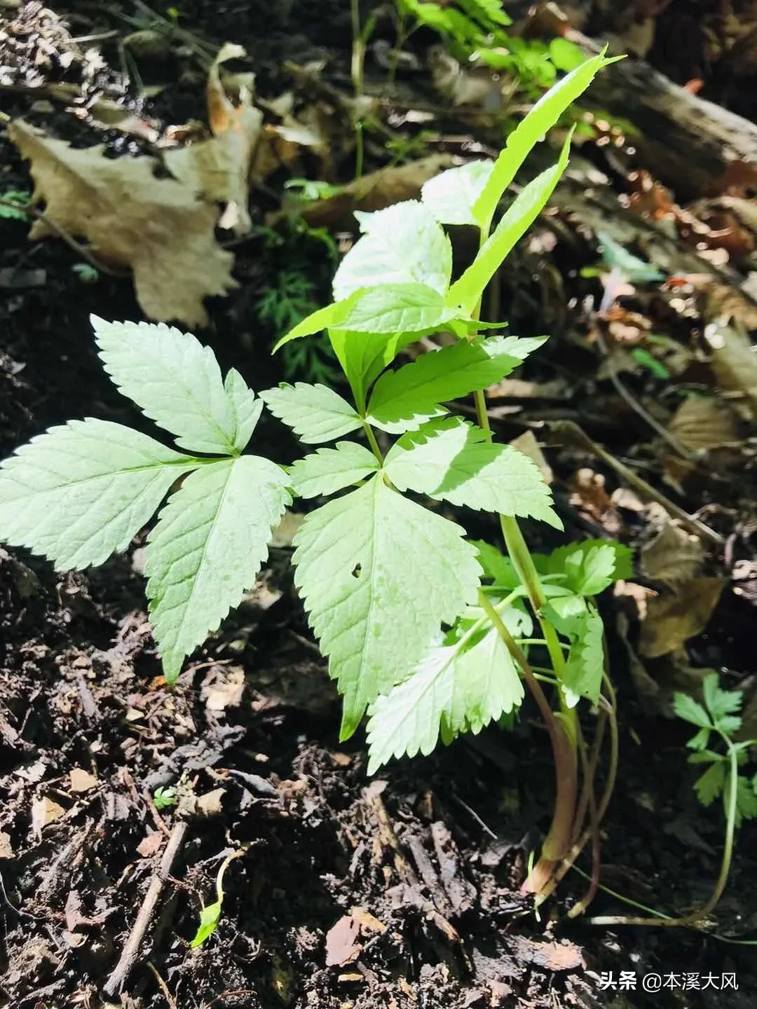 本溪山菜，本溪人的最爱，这个时节你最喜欢吃哪个山菜？