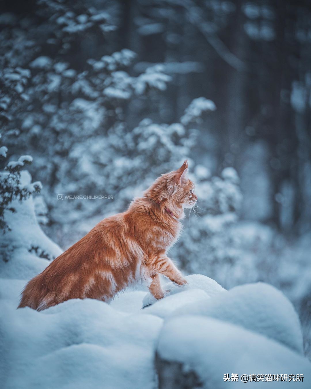 如果有一只猫咪又大又温柔，又飒又威猛，别怀疑，它就是缅因猫！