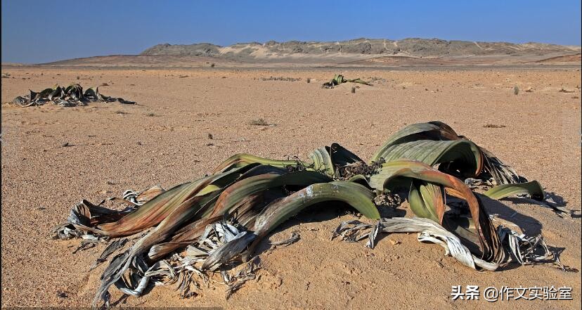 高考作文：作文审题，只需三步！