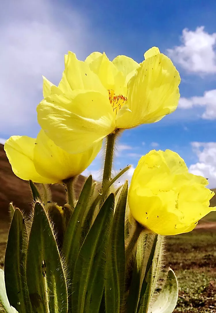 绿绒蒿属于什么科（带你了解中国最美高山花卉）